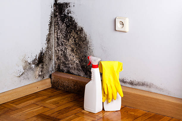 Attic Mold Removal in Galt, CA